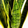 Сансевиерия Лауренти  Sansevieria Laurentii 17/21 (Н)
