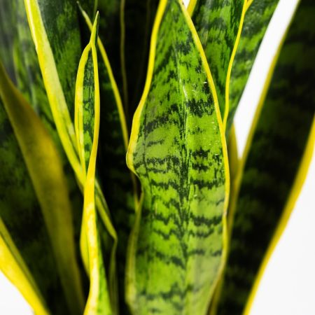 Сансевиерия Лауренти  Sansevieria Laurentii 17/21 (Н)