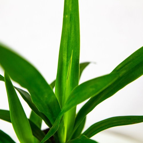 Юкка на штамбе 20 см 2+ Yucca 20cm Stem 2+ 45/11 (Н)