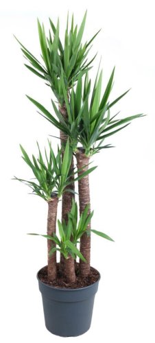 Юкка Yucca 120-90-60-30 160/34 (Н)