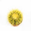 Эхинокактус Грузона Echinocactus grusonii 20/12 (Н)