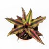 Криптантус микс Cryptanthus mix 10/9 (Н)