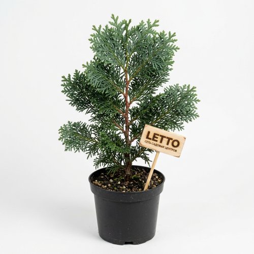 Кипарисовик тупой Chamaecyparis obtusa Aurora 40/23 (Н)