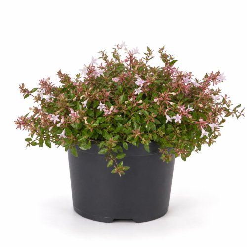 Абелия крупноцветковая Прострата Abelia grandiflora Prostrata с3