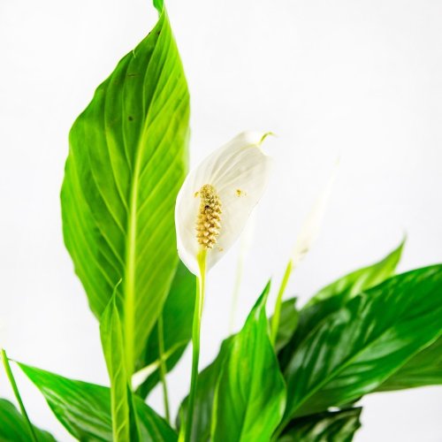 Спатифиллум Вивальди Spathiphyllum Vivaldi 2+ 65/17 (Н)