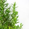 Розмарин лекарственный Abraxas с2 20/30