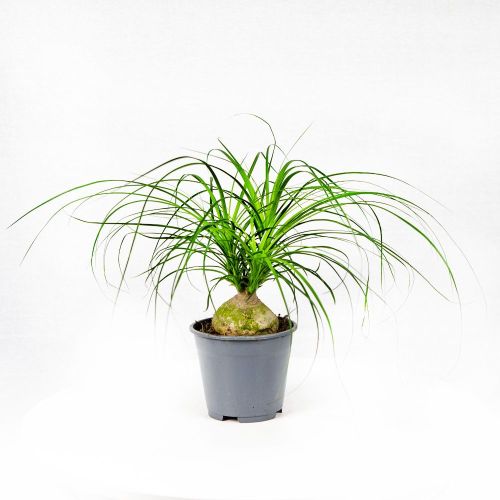 Бокарнея шар Beaucarnea bol 45/14 (Н)