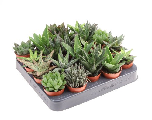 Алоэ, Хавортия микс Aloe Haworthia mix 10/5,5 (Н)