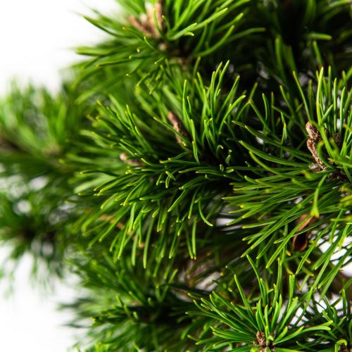Сосна горная Mops ШТАМБ с7,5 40 Pinus mugo Mops STEM (H)
