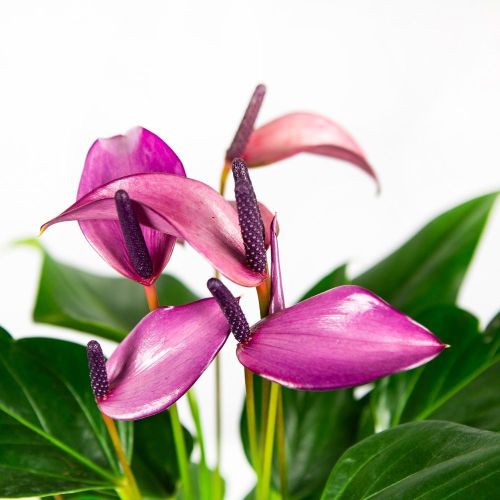 Антуриум Зизу Anthurium Zizou 6+ 40/12 (Н)