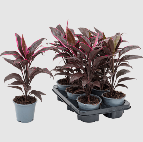 Кордилина микс Cordyline mix d10 см