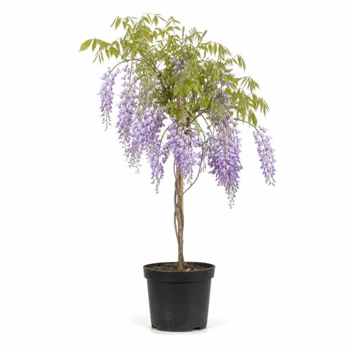 Глициния обильноцветущая Wisteria floribunda с5