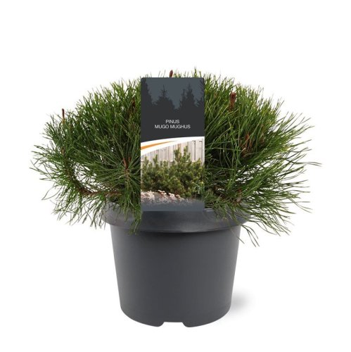 Сосна горная Pinus Mugo Mughus 30/19 (Н)