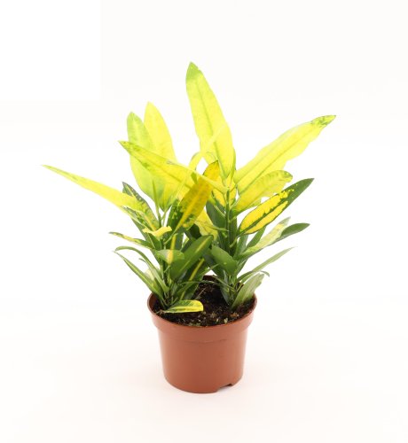 Кодиеум Кротон микс Codiaeum Croton mix d12см