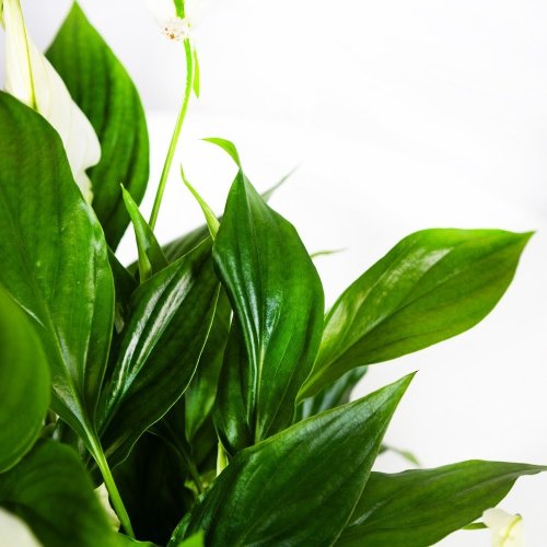 Спатифиллум Свит Бенито Spathiphyllum Sweet Benito 5+ 55/13 (Н)