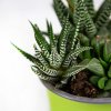 Суккулент ТРИО микс Succulenten trio mix р10,5