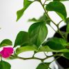 Бугенвиллия Bougainvillea р13