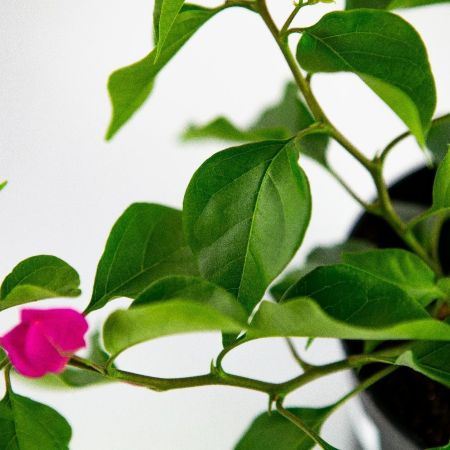 Бугенвиллия Bougainvillea р13