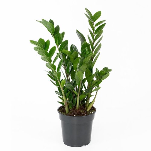 Замиокулькас Zamioculcas d15см