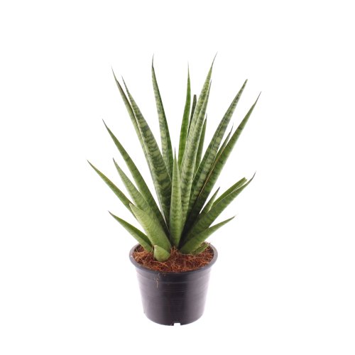 Сансевиерия Sansevieria Trifciata Pineapple 45/14 (Н)