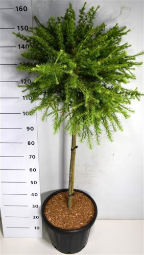 Лиственница американская Arethusa Bog ШТАМБ 150/38 Larix laricina Arethusa Bog STEM