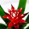 Гузмания Хоуп Guzmania Hope 45/13 (Н)