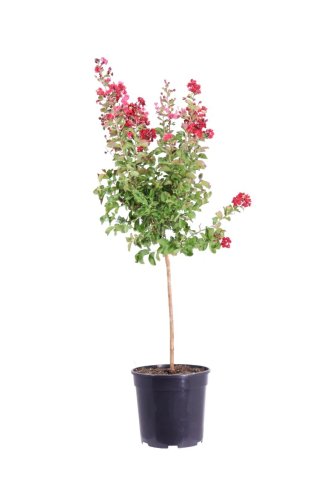 Лагерстремия индийская Double Dynamite с10 Lagerstroemia indica