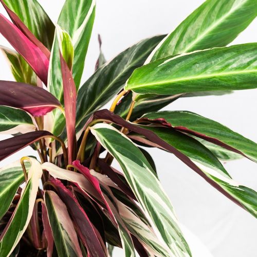 Калатея Триостар Calathea Triostar 80/19 (Н)