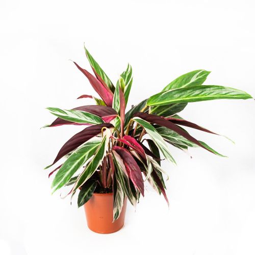 Калатея Триостар Calathea Triostar 80/19 (Н)