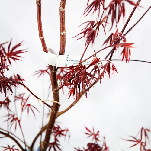 Клен дланевидный (японский, веерный) Acer palmatum Bloodgood с15 100/120 (Н)