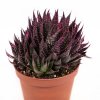 Алоэ остистое Aloe aristata 20/10