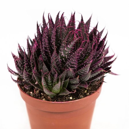 Алоэ остистое Aloe aristata 20/10