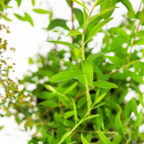 Спирея серая Spiraea cinerea Grefsheim с3 20/40