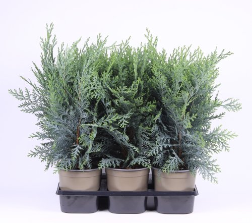 Кипарисовик Лавсона Chamaecyparis Lawsoniana Pelt's Blue 35/15 (Н)