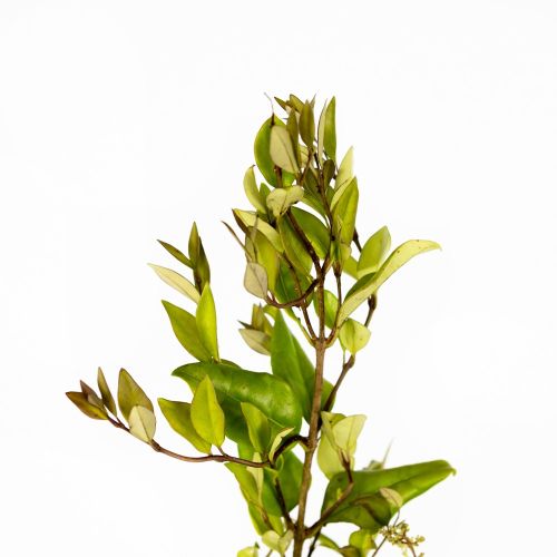 Бирючина японская Ligustrum japonicum Texanum с8 50/70 (И)