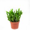 Крассула (толстянка) Хоббит Crassula Hobbit 15/11
