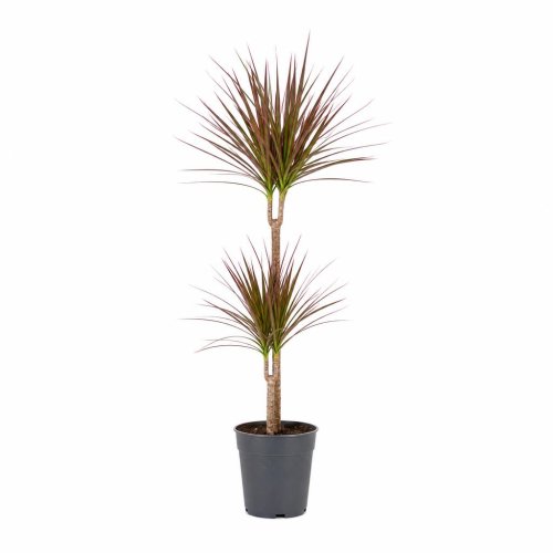 Драцена маргината микс Маджента Dracaena magenta mix 2рр штамб 10 + 45 р19