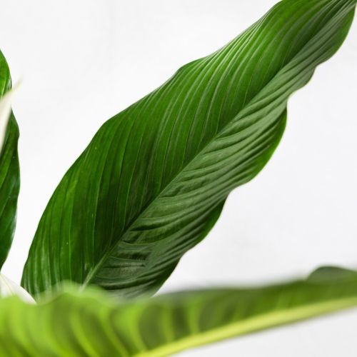 Спатифиллум Свит Себастьяно Spathiphyllum Sweet Sebastiano 2+ 110/24 (Н)