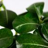 Адениум тучный Adenium Obesum Anouk 35/14 (Н)