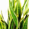 Сансевиерия трёхполосная Sansevieria laurentii 90/24 (Н)