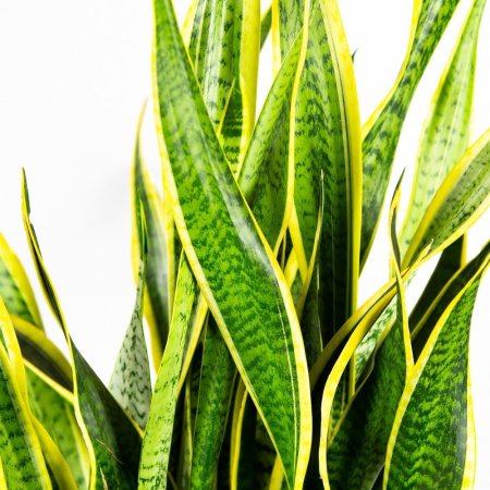 Сансевиерия трёхполосная Sansevieria laurentii 90/24 (Н)