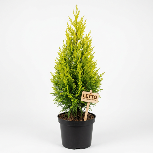 Купрессоципарис Лейланда Gold Rider с30 150/175 Cupressocyparis Leylandii (И)