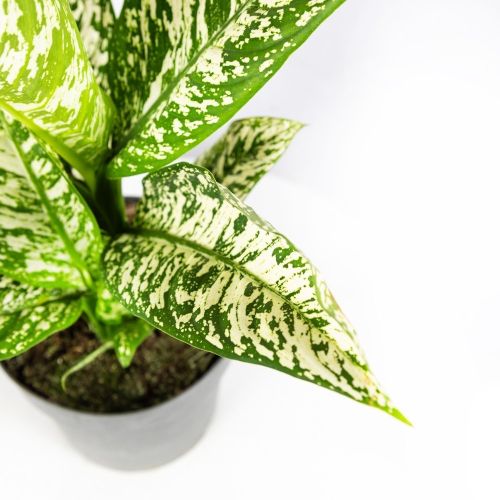 Диффенбахия Вайт Этна Dieffenbachia  White Etna 50/19 (Н)