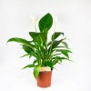 Спатифиллум Компакто Spathiphylium Compacto 65/17 (Н)