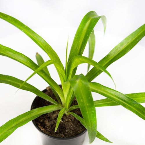 Хлорофитум микс Chlorophytum mix р11