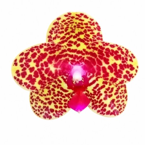 Фаленопсис Phalaenopsis PF 6769 (А72)