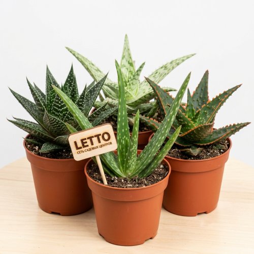 Алоэ, Хавортия микс Aloe, Haworthia mix 25/12
