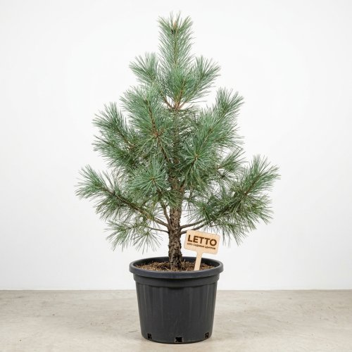Сосна гималайская с45 175/200 Pinus Wallichiana (И)