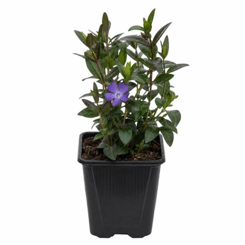 Рассада Барвинок малый Atropurpurea р9