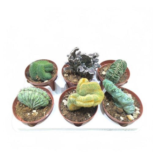 Кактус гребенчатый микс Cactus cristata mix 25/12 (Н)
